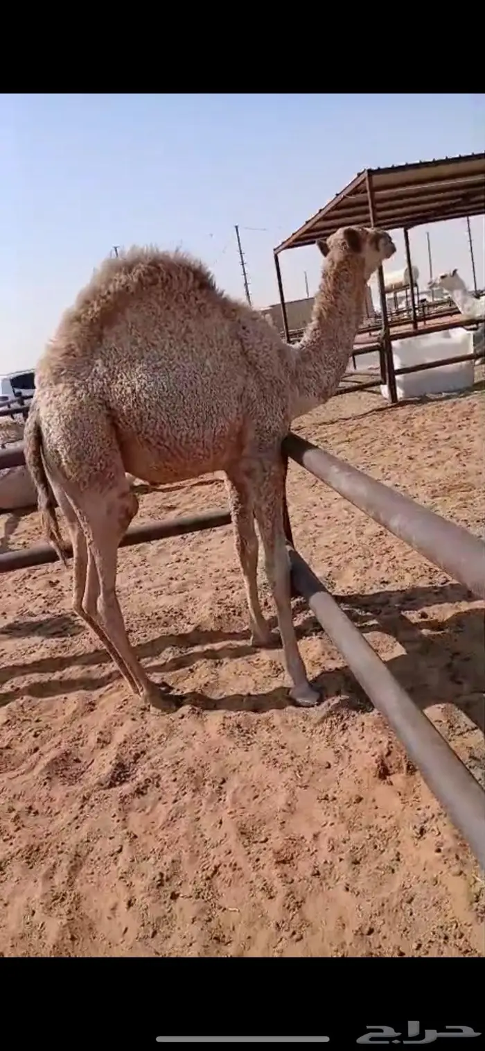 حاشي مقفل شحم 2