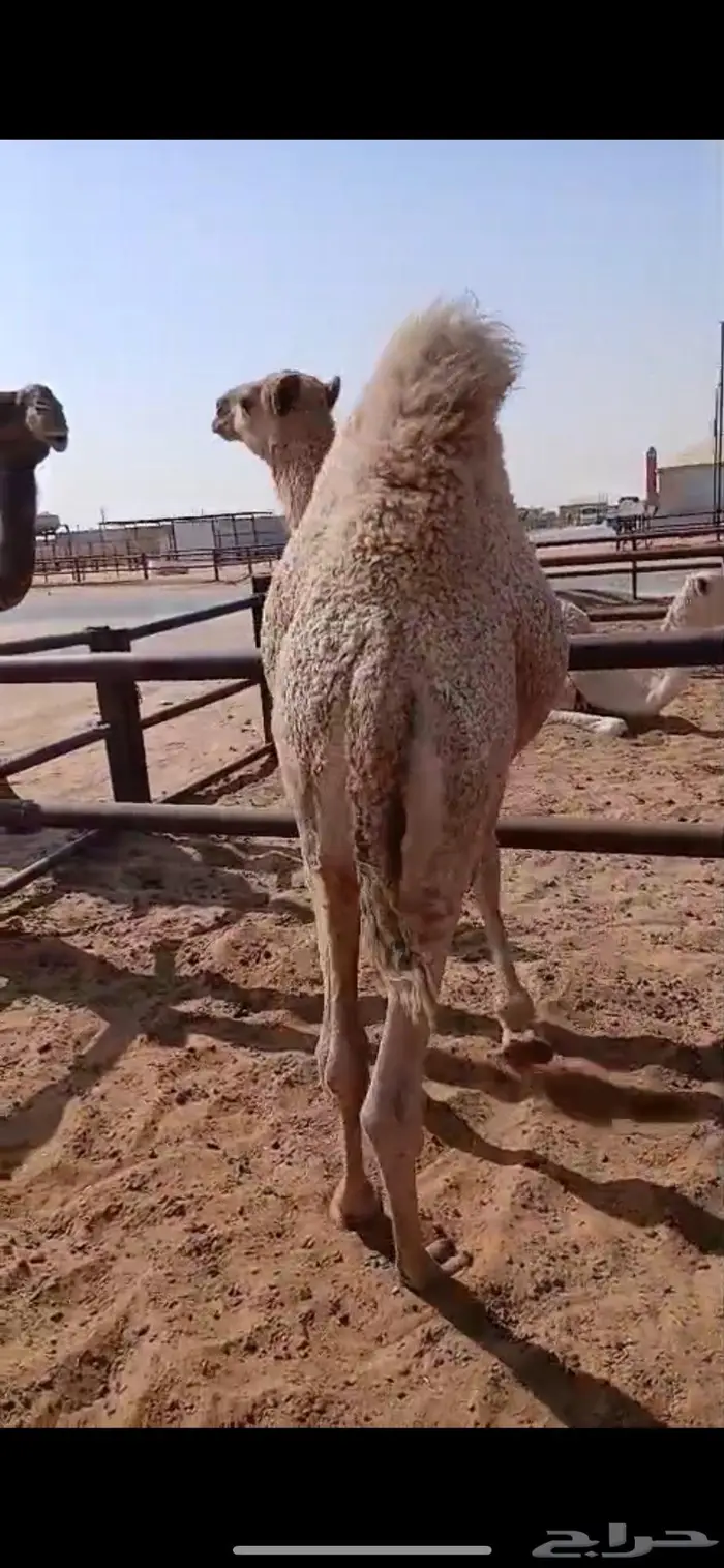 حاشي مقفل شحم 1