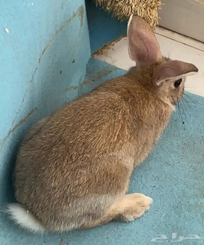 ارنب للبيع 1