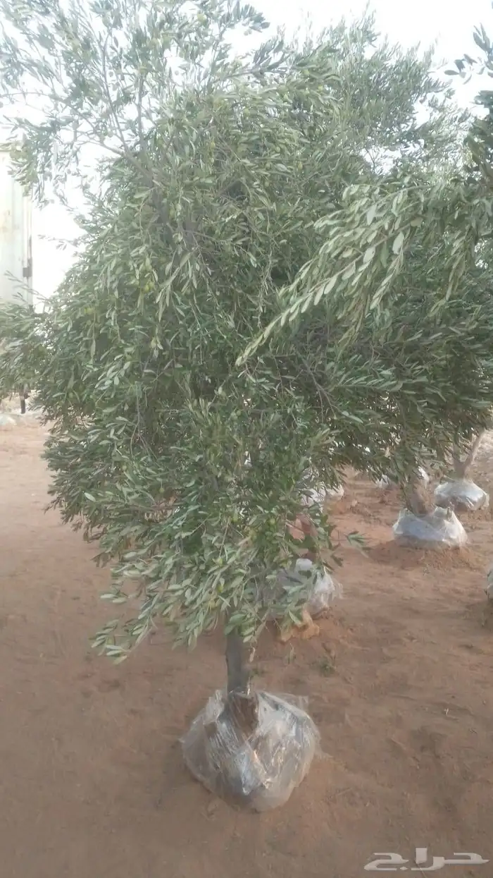 مشاتل تنسيق الحد ائق 6