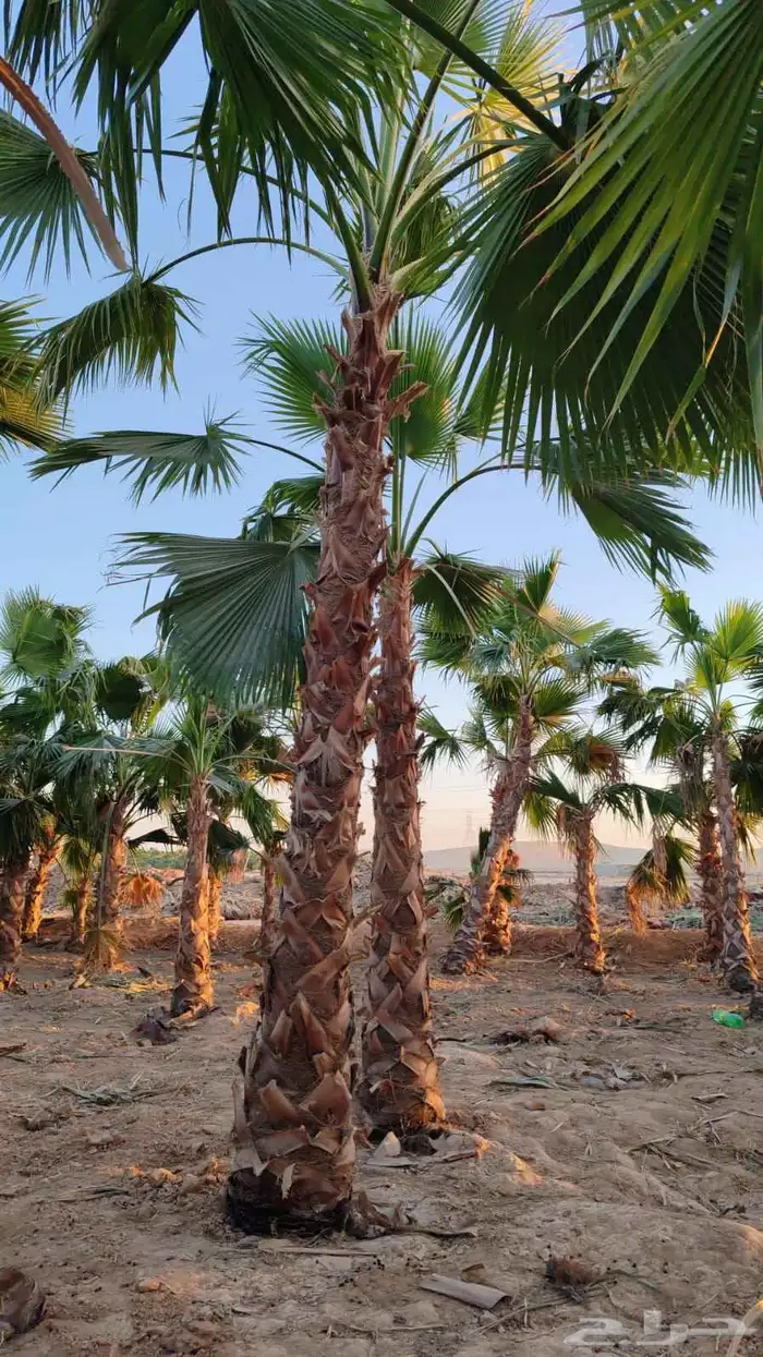 نخل واشنطني زينه جميع المقاسات وتنسيق الحدايق وقص الشجار وتك 4