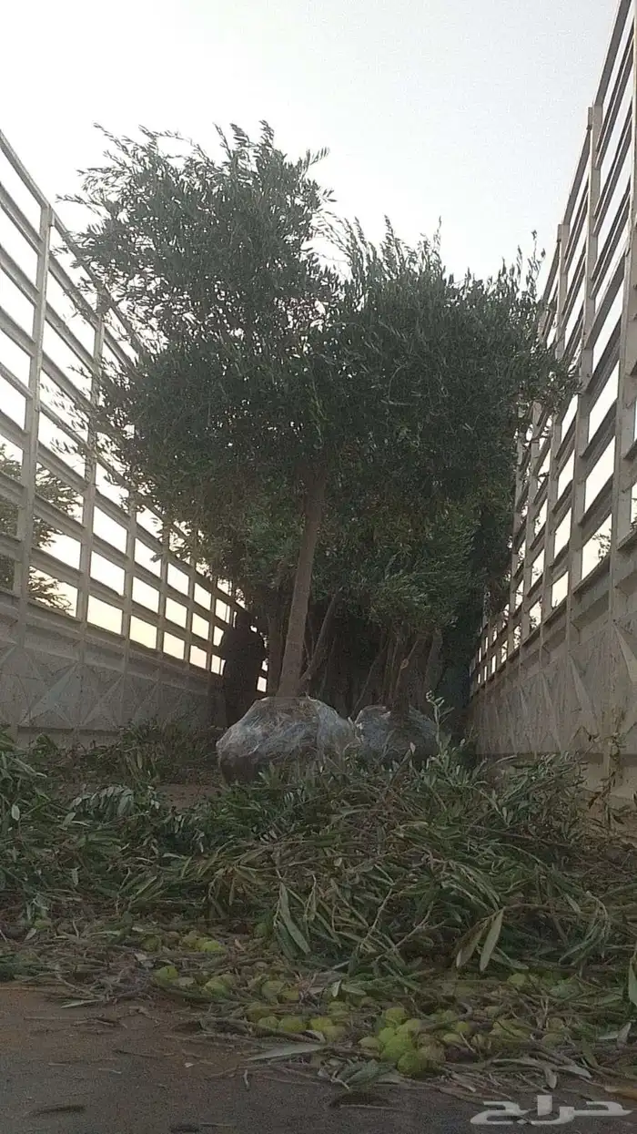 مشاتل تنسيق الحد ائق 5