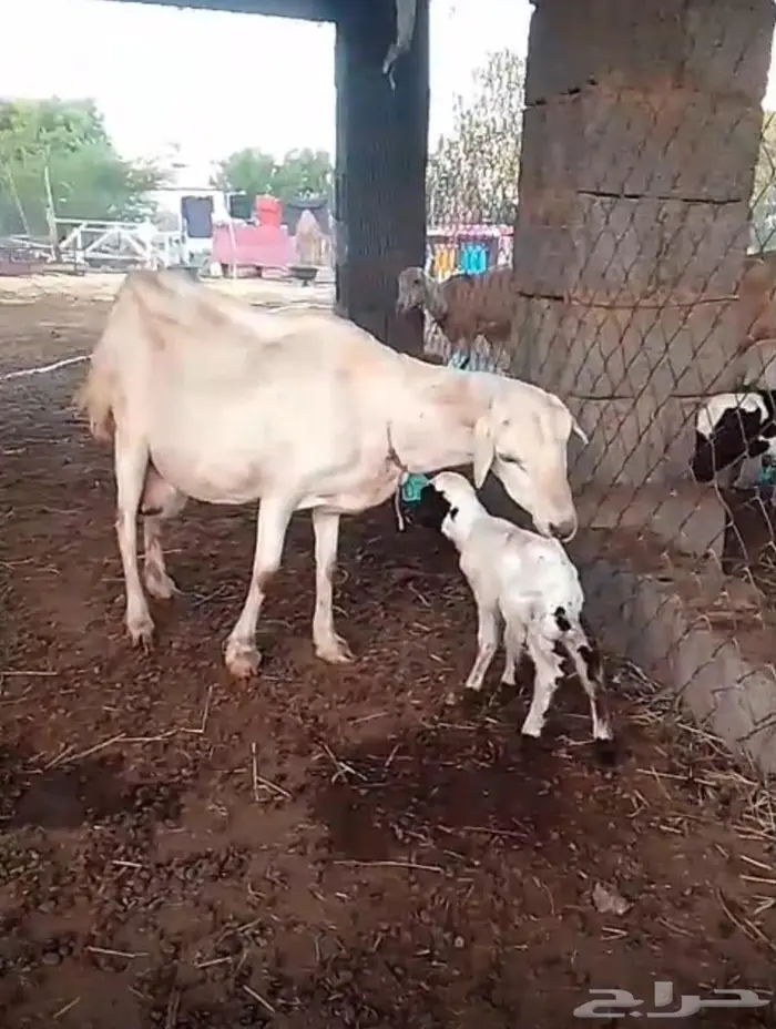 نعجة منتوج 0