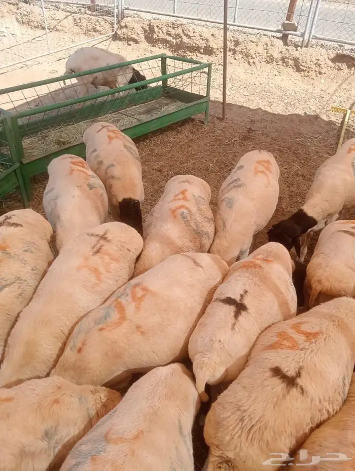 أفضل أسعار الجملة للبرابر شحم  لحم  جاهزين للتوريد 5