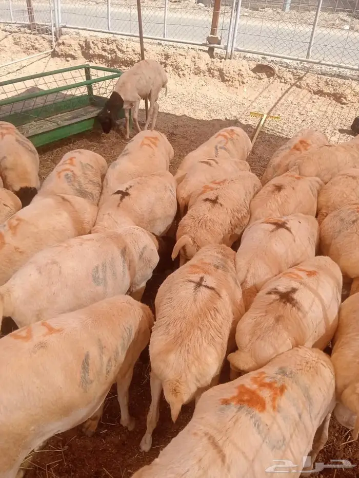 أفضل أسعار الجملة للبرابر شحم  لحم  جاهزين للتوريد 0