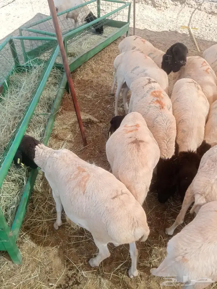 أفضل أسعار الجملة للبرابر شحم  لحم  جاهزين للتوريد 8