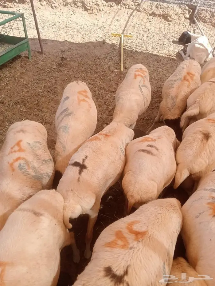 أفضل أسعار الجملة للبرابر شحم  لحم  جاهزين للتوريد 7