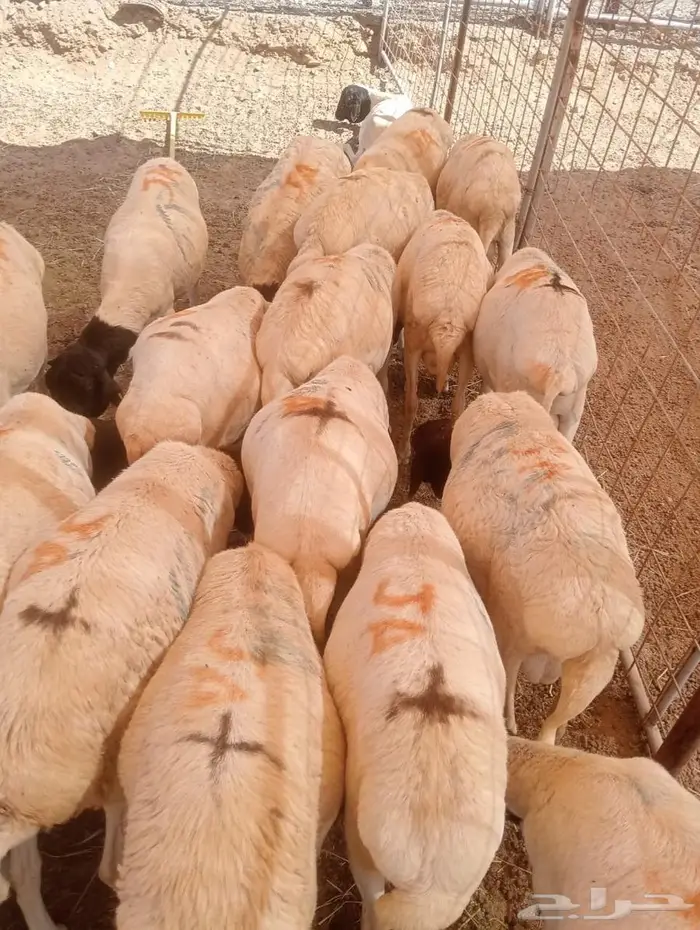 أفضل أسعار الجملة للبرابر شحم  لحم  جاهزين للتوريد 3