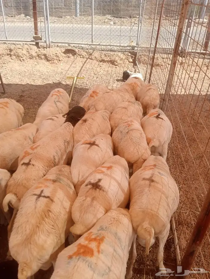 أفضل أسعار الجملة للبرابر شحم  لحم  جاهزين للتوريد 2