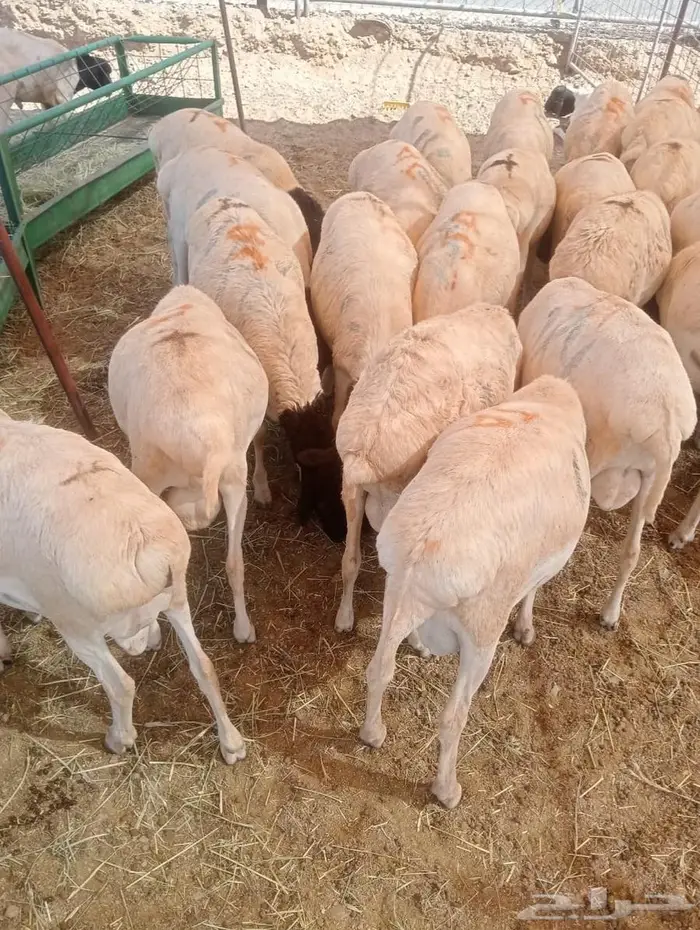 أفضل أسعار الجملة للبرابر شحم  لحم  جاهزين للتوريد 6