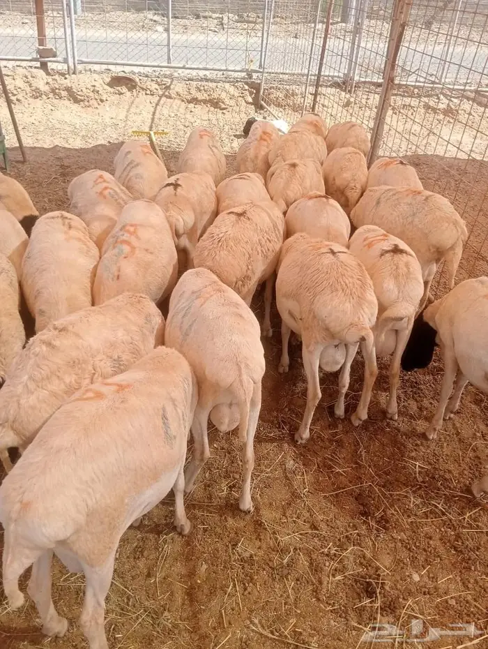 أفضل أسعار الجملة للبرابر شحم  لحم  جاهزين للتوريد 1