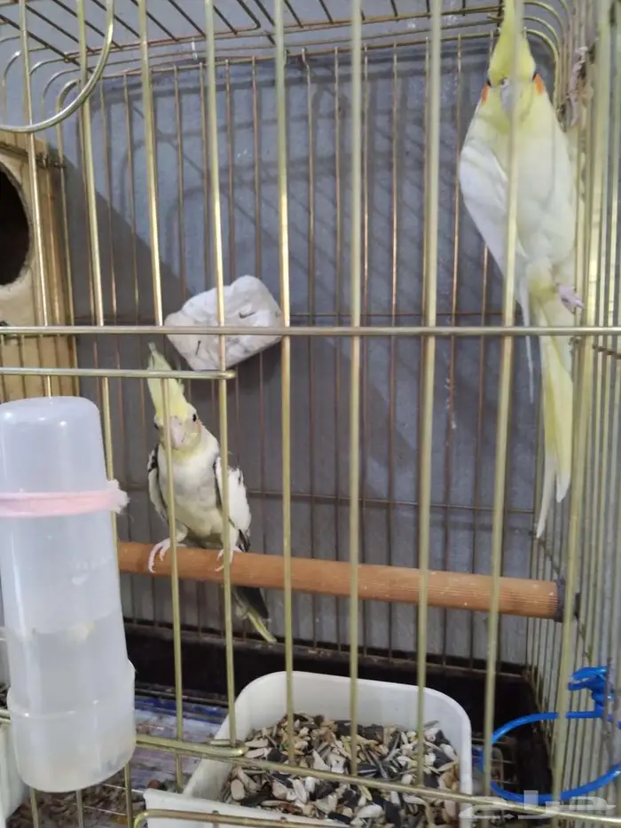 جوز كروان للبيع ذكر وانثى 1