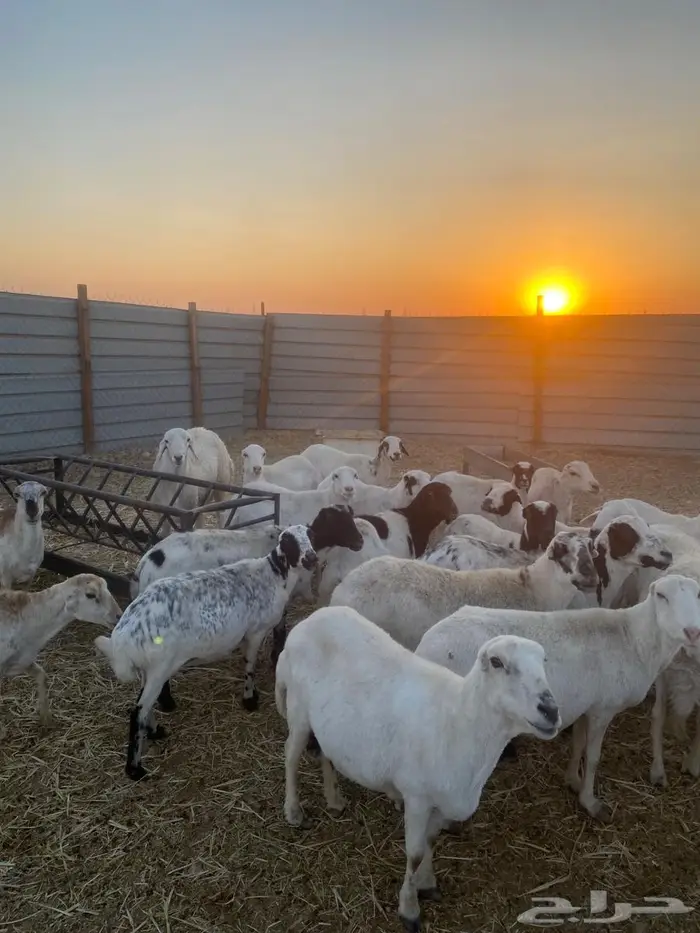 للبيع غنم رفيد 0