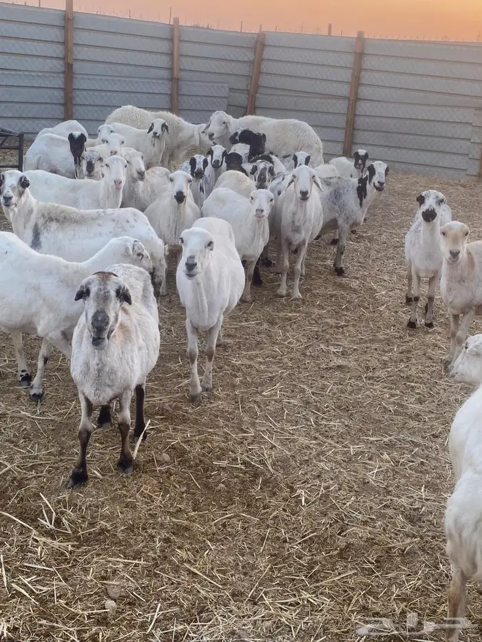 للبيع غنم رفيد 1