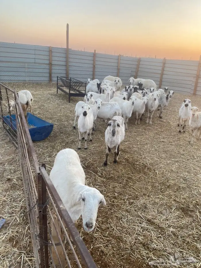 للبيع غنم رفيد 3