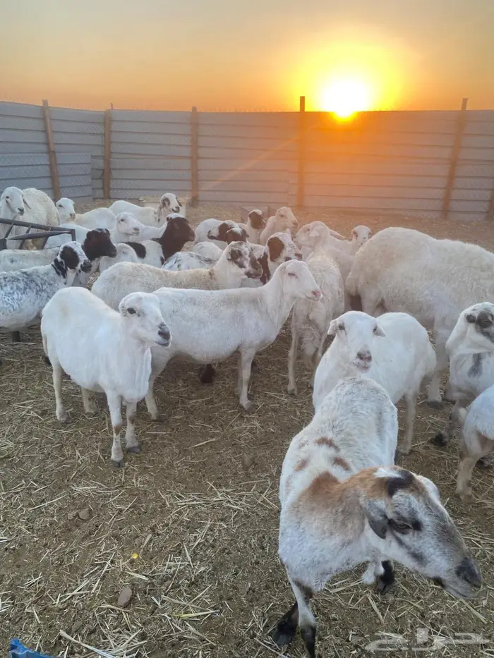 للبيع غنم رفيد 2