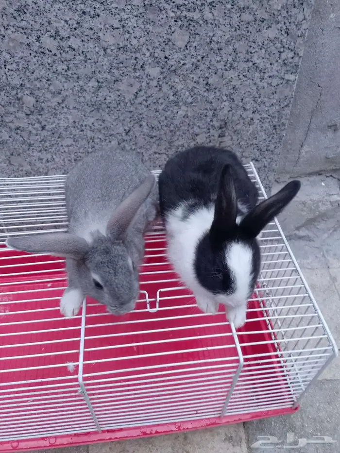 ارانب صغيرة 1