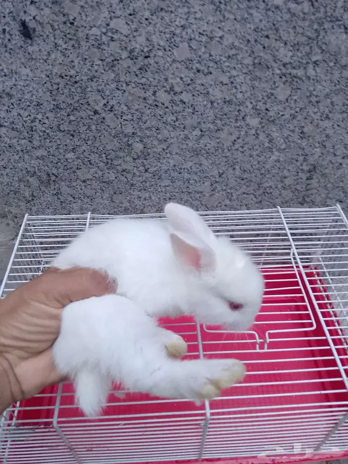 ارانب صغيرة 2