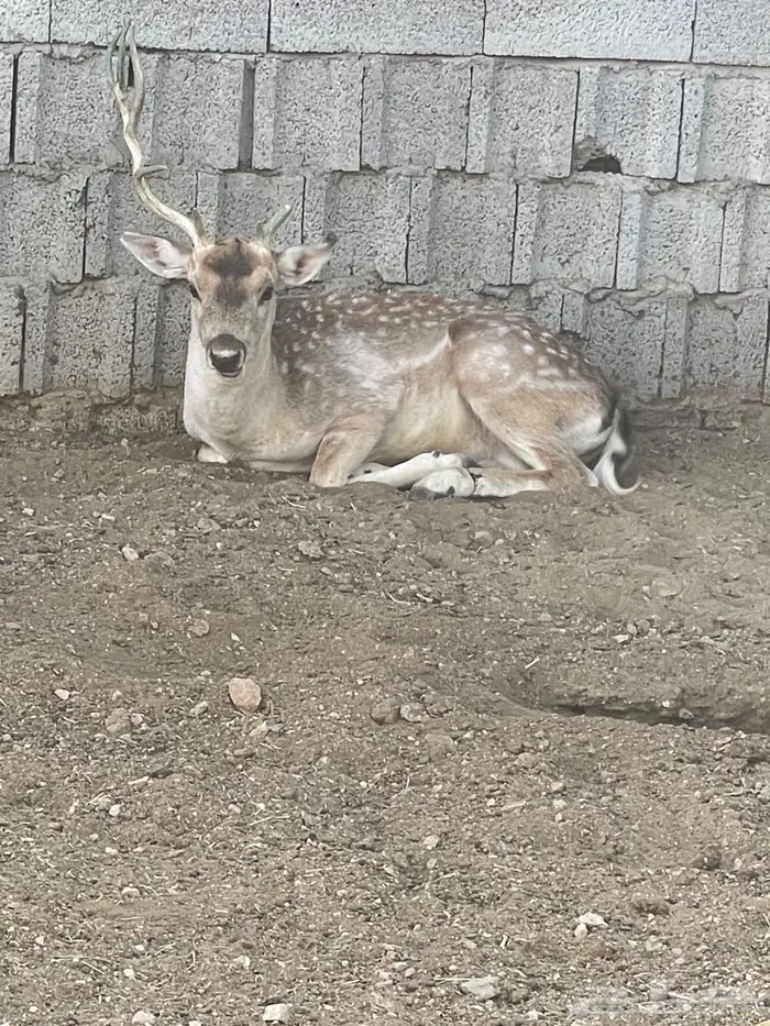 تيس فولدير هولندي 0