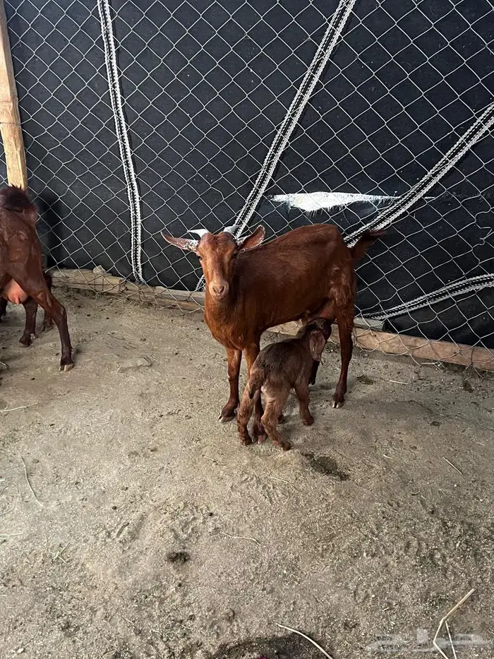 للبيع معزا محايليه 1