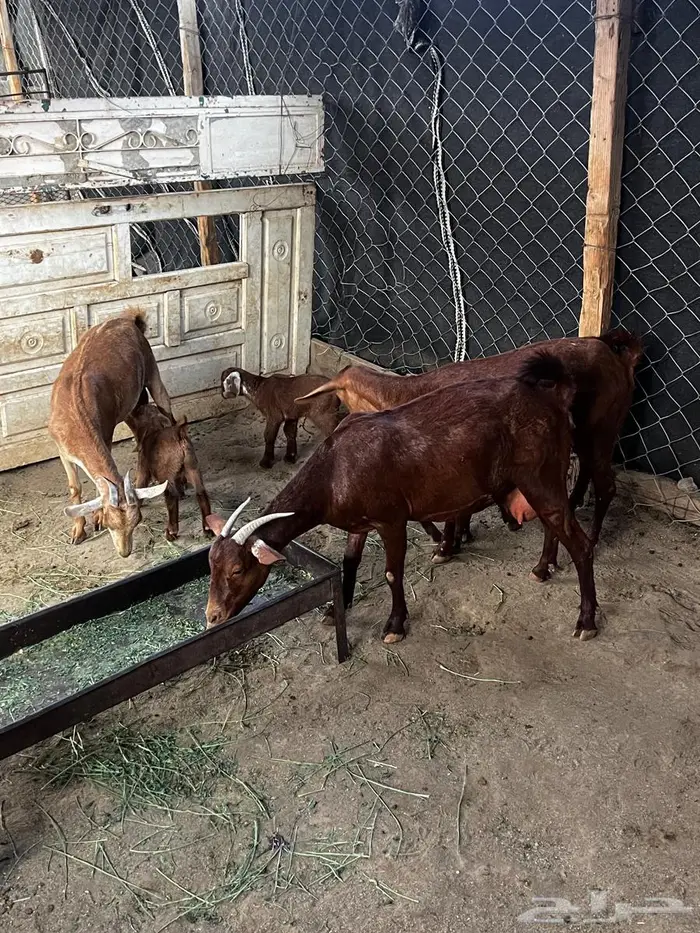 للبيع معزا محايليه 0