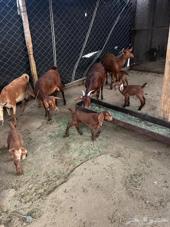 للبيع معزا محايليه 4