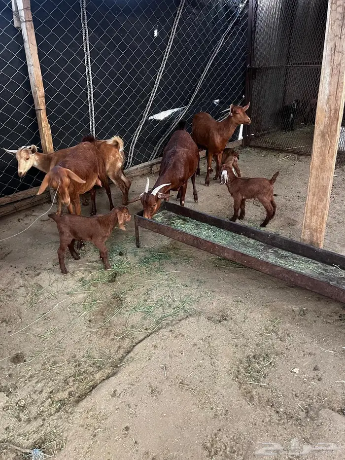 للبيع معزا محايليه 3