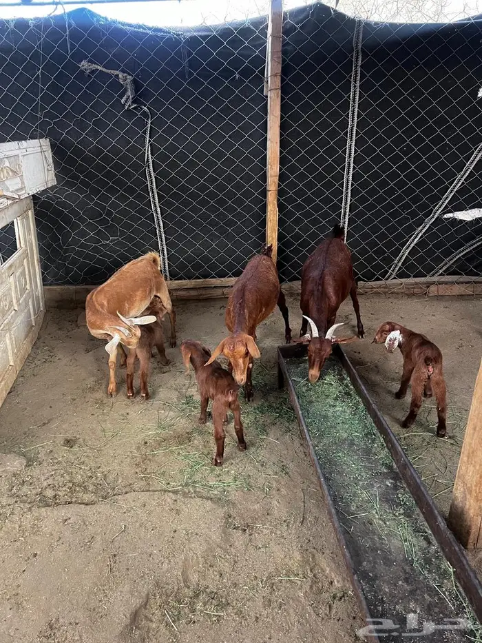 للبيع معزا محايليه 2