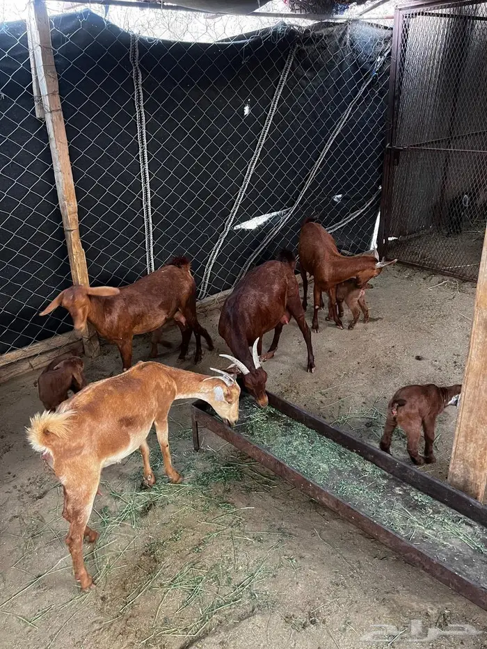 للبيع معزا محايليه 5