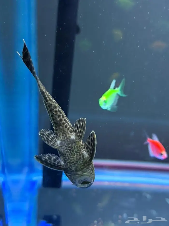 حوض مع اسماك 3