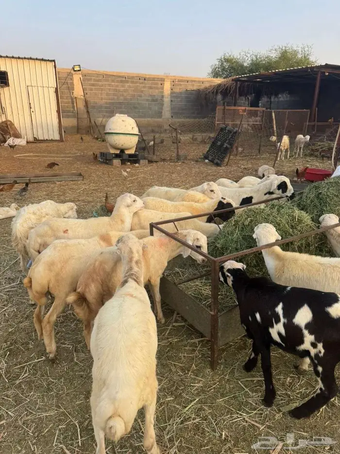 خرفان تربية بلدي 4