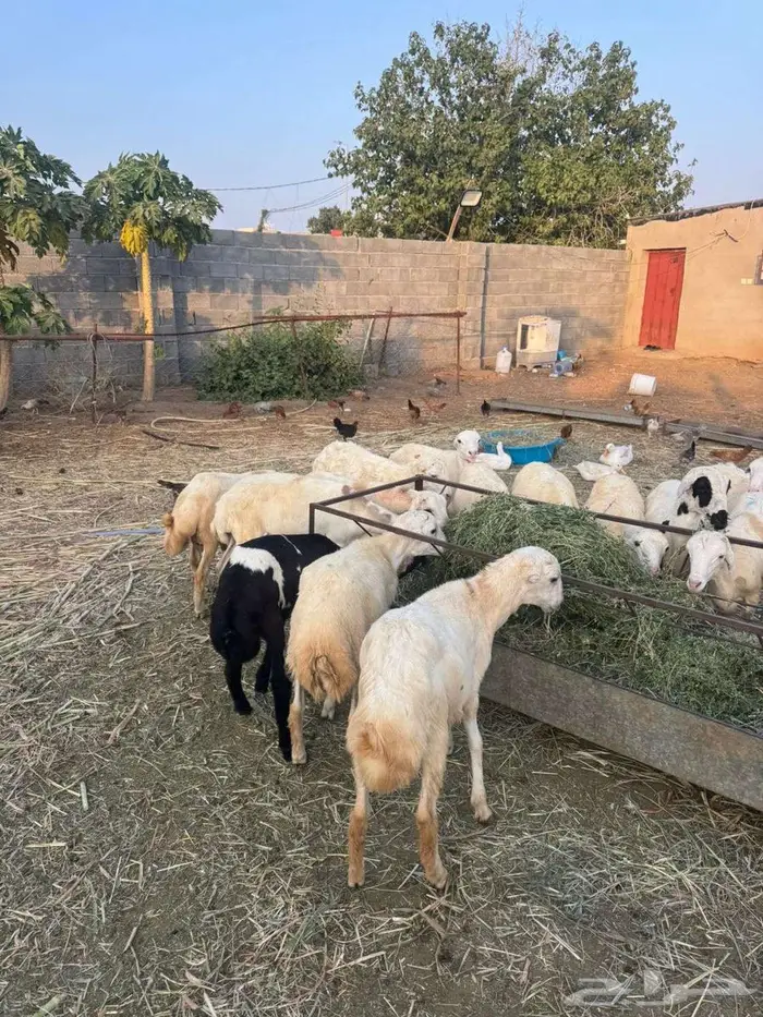 خرفان تربية بلدي 1