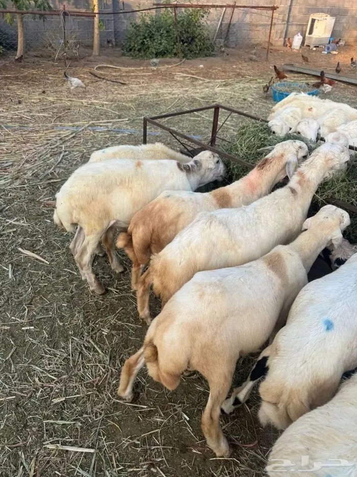 خرفان تربية بلدي 3