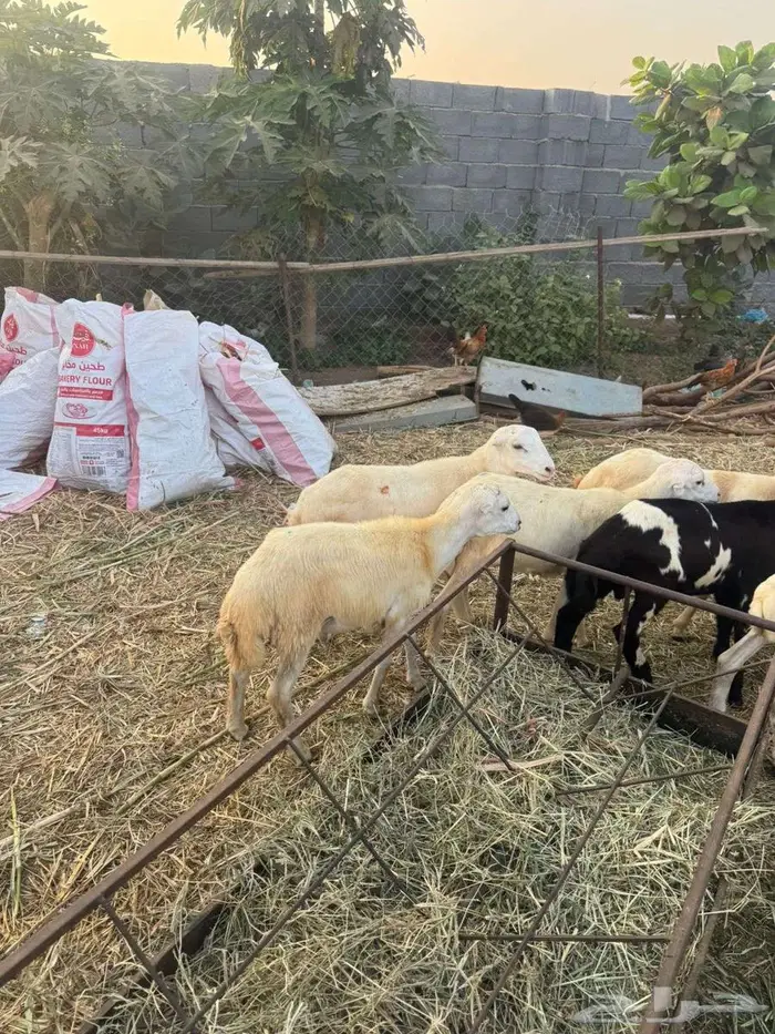 خرفان تربية بلدي 2