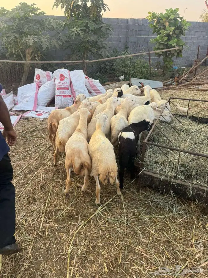 خرفان تربية بلدي 5