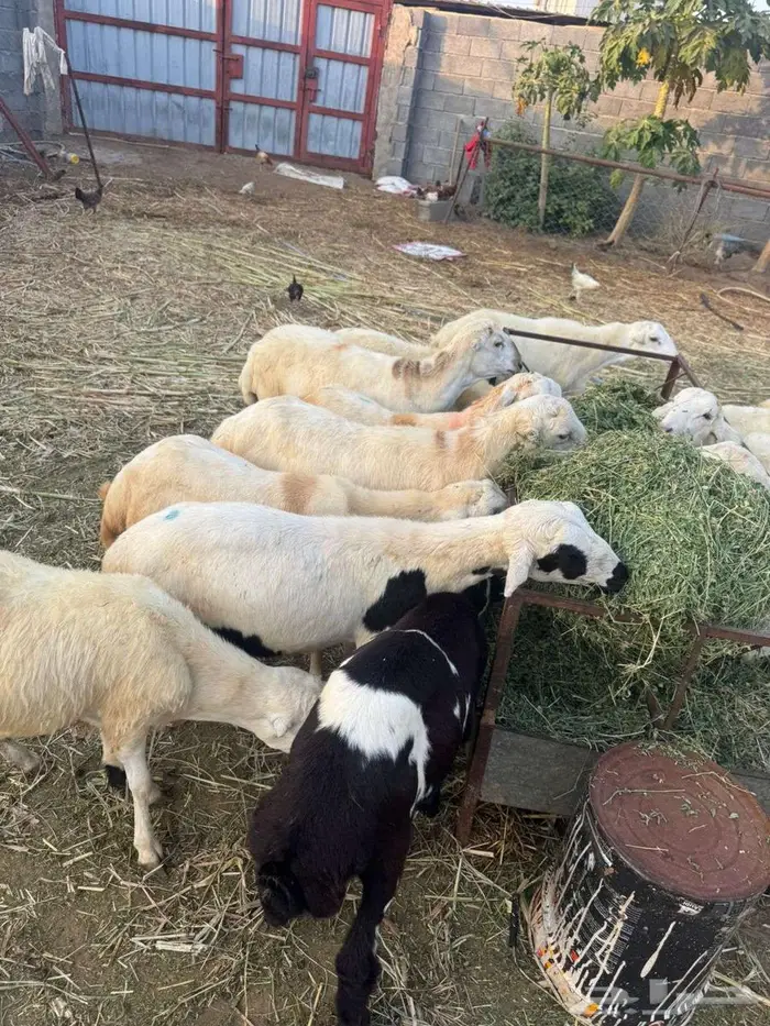 خرفان تربية بلدي 6