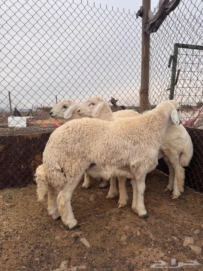 طليان حري جدعان 4 0