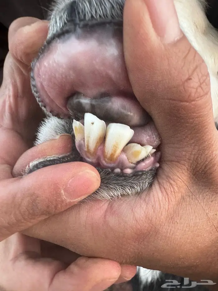 رخال نجد صغار سن مواليد ودفيع شرط 0