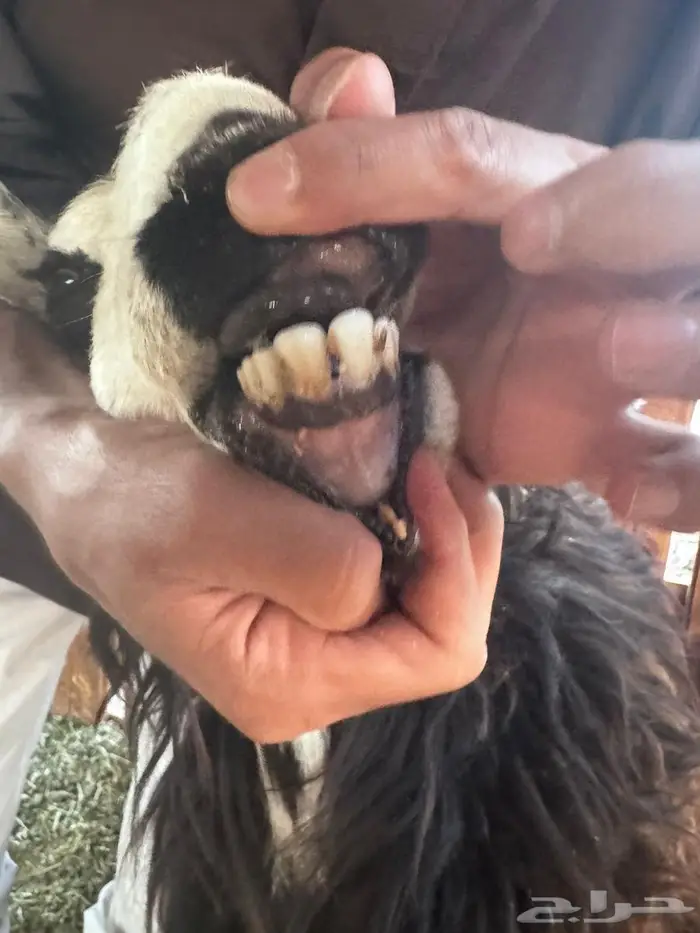 رخال نجد صغار سن مواليد ودفيع شرط 2