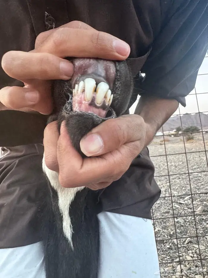 رخال نجد صغار سن مواليد ودفيع شرط 6