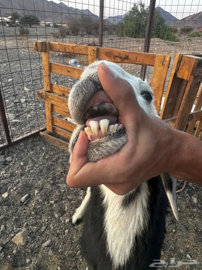 رخال نجد صغار سن مواليد ودفيع شرط 8