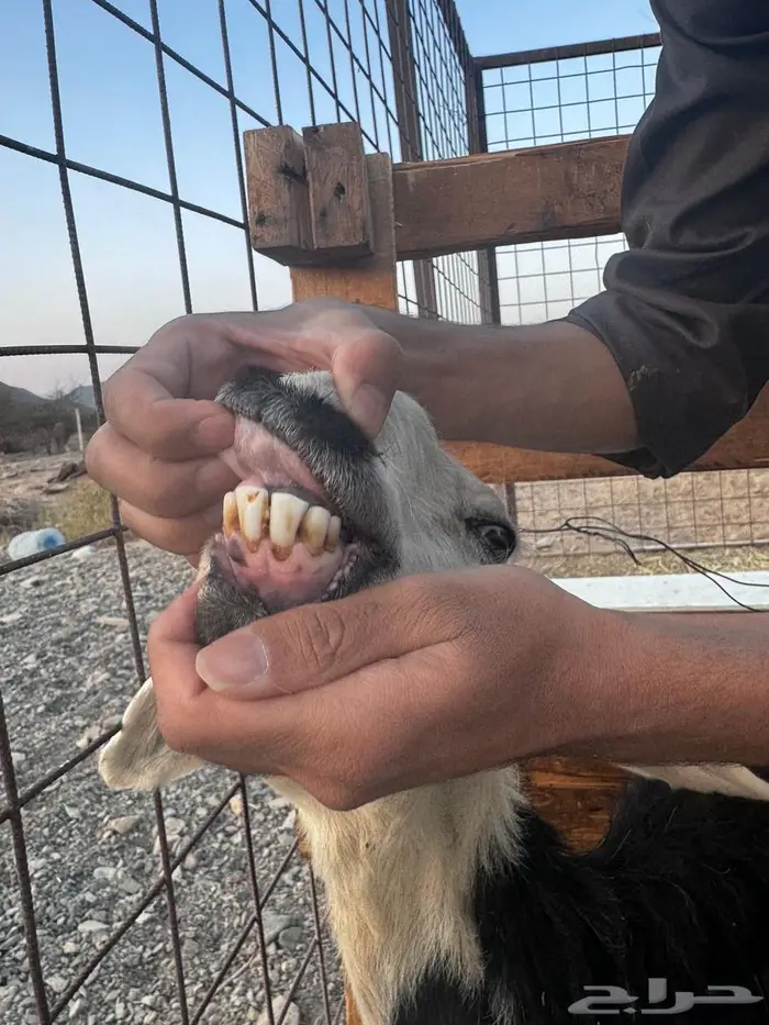 رخال نجد صغار سن مواليد ودفيع شرط 4