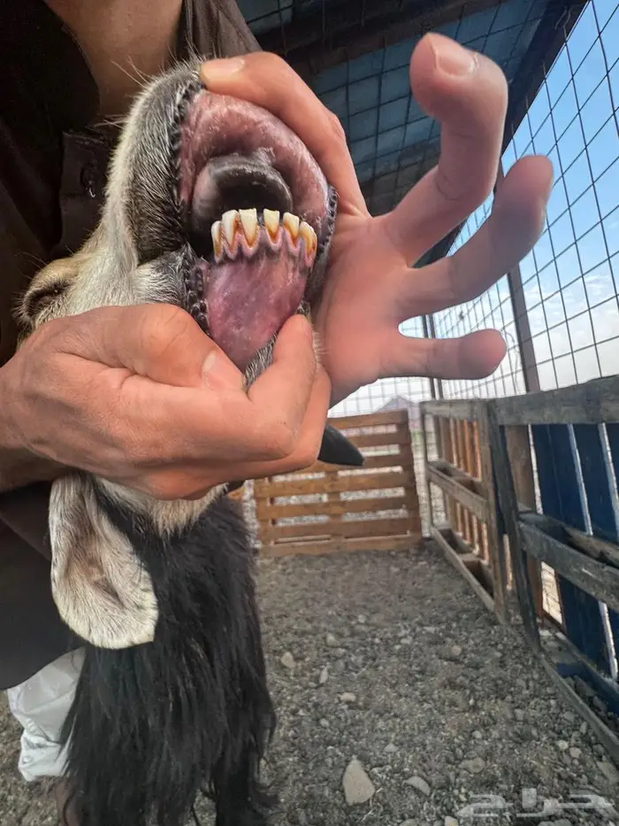 رخال نجد صغار سن مواليد ودفيع شرط 11