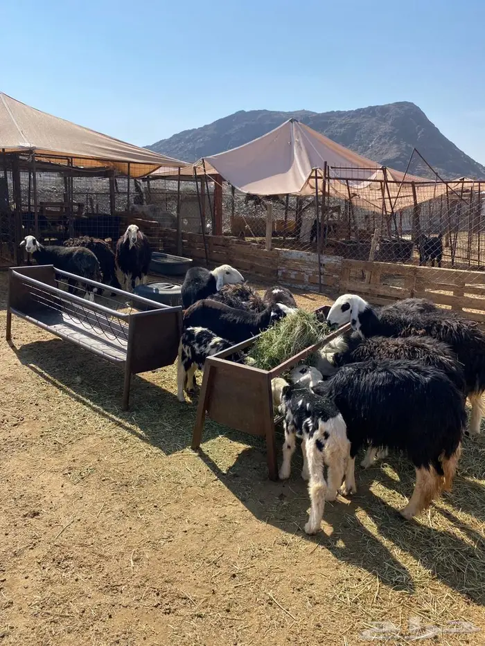 رخال نجد صغار سن مواليد ودفيع شرط 12