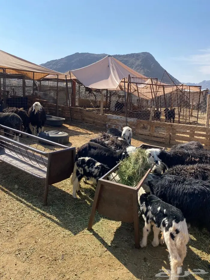 رخال نجد صغار سن مواليد ودفيع شرط 13