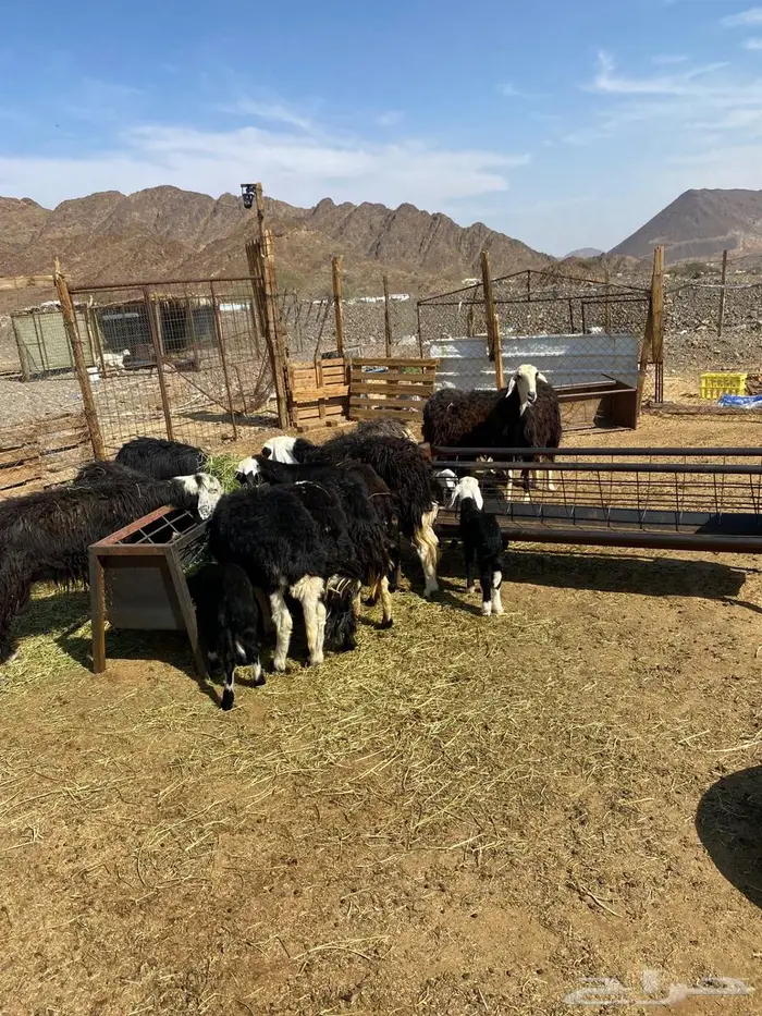 رخال نجد صغار سن مواليد ودفيع شرط 14