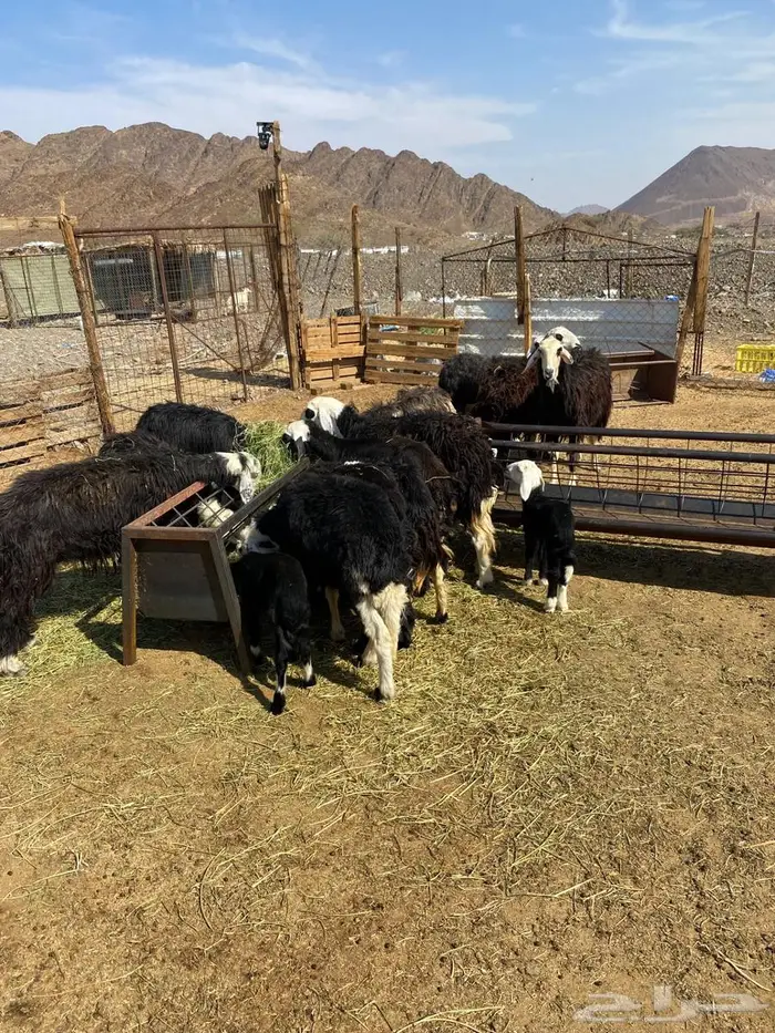 رخال نجد صغار سن مواليد ودفيع شرط 15