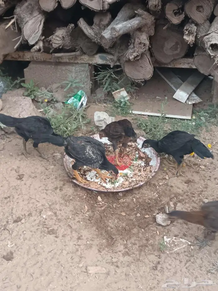 دجاج شامو 12