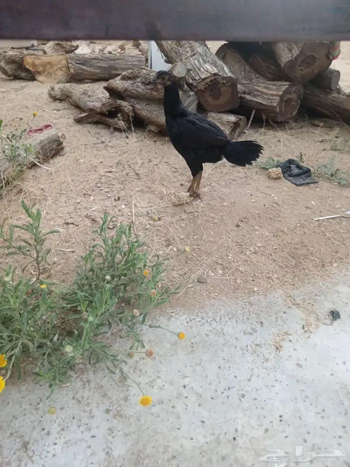 دجاج شامو 10