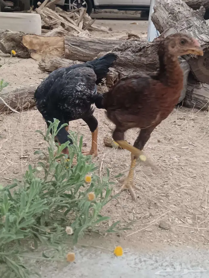 دجاج شامو 11